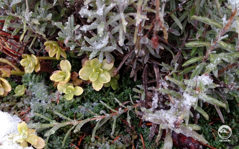 Лаванда и очиток под снегом
