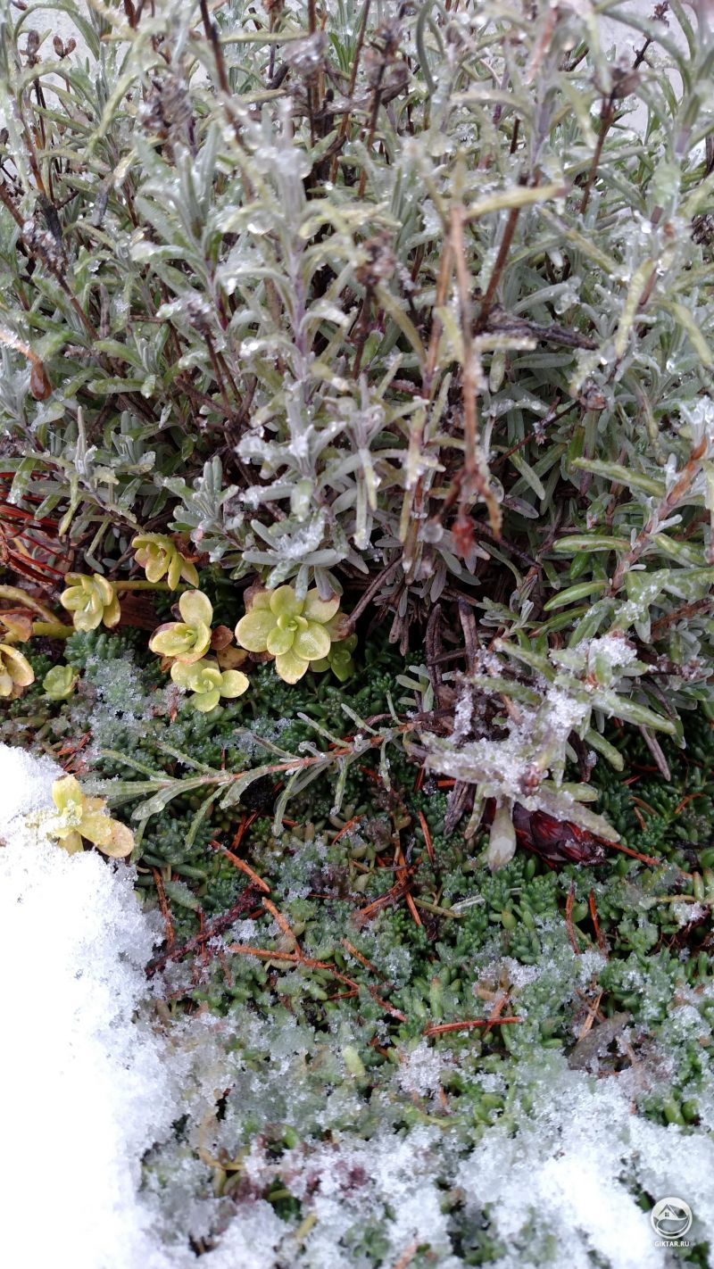 Лаванда и очиток под снегом