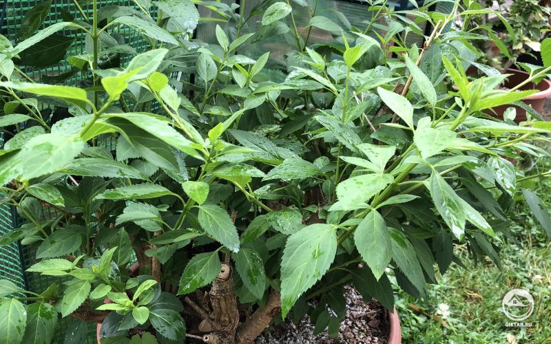 Форзиция. Будущий бонсай в стиле рощи