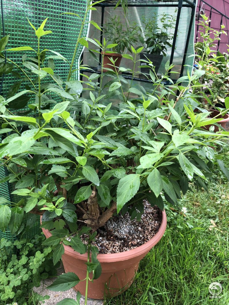 Форзиция. Будущий бонсай в стиле рощи