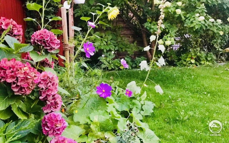 Красочные композиции: гортензия, подсолнухи, мальвы и космея