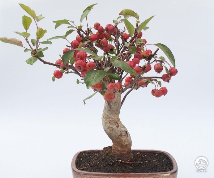Бонсай: Яблоня Холла Бонсай: Яблоня Холла с плодами
