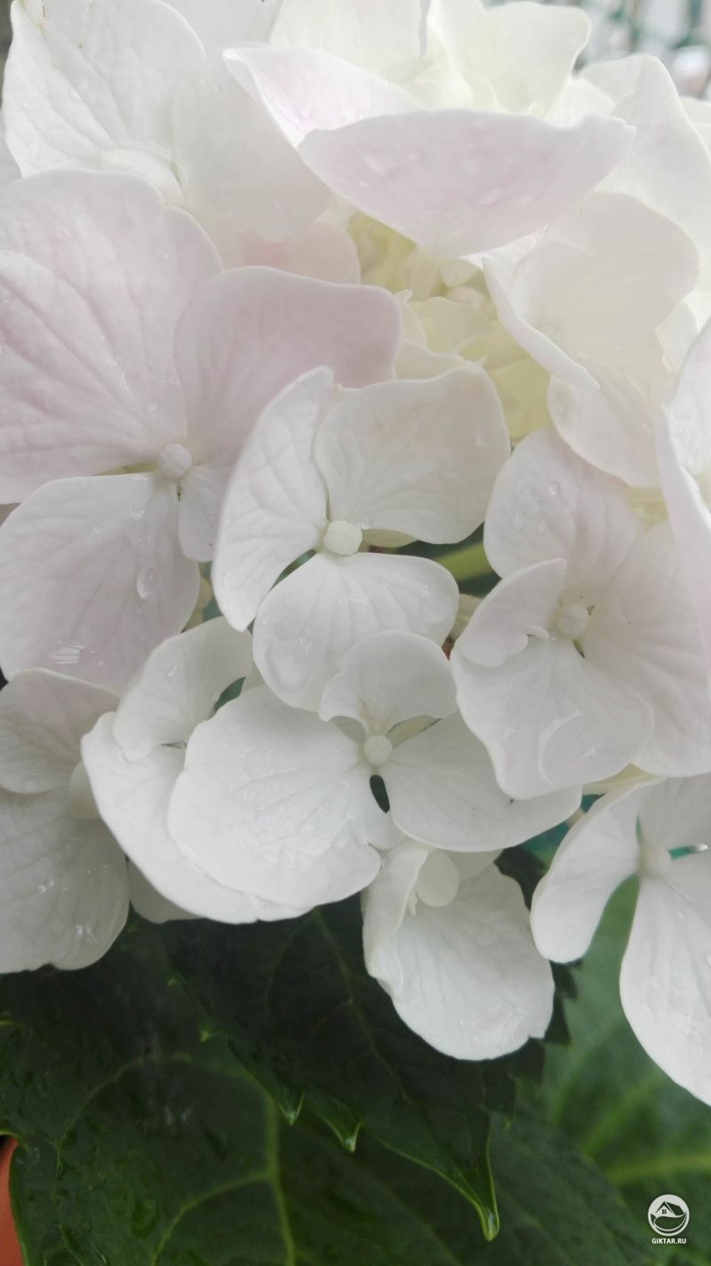 Обожаю этот утонченный, едва различимый розовый оттено на цветках гортензии .