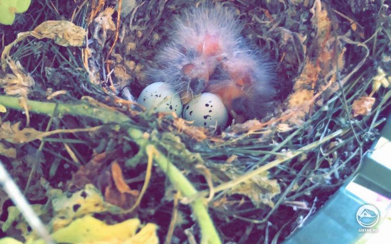 В кашпо утром вылупились птенцы!