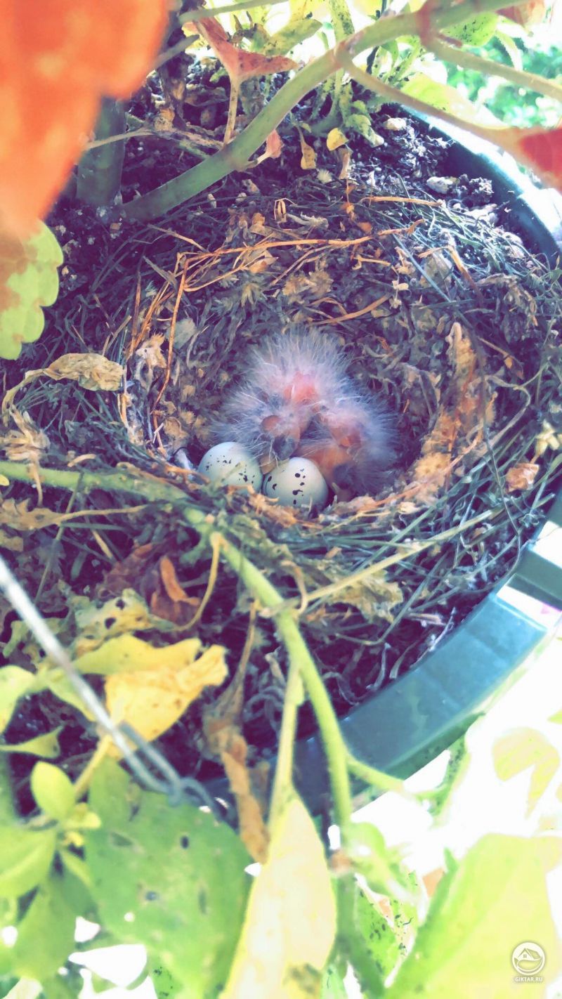 В кашпо утром вылупились птенцы!