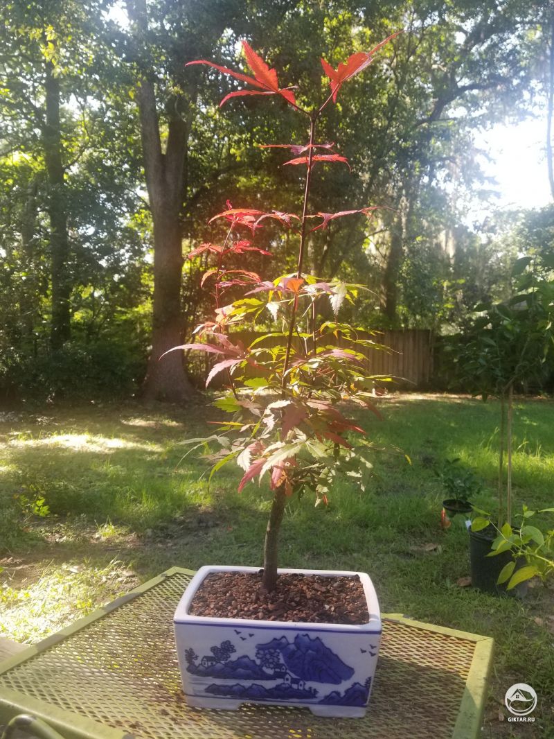 Клен красный дланевидный.