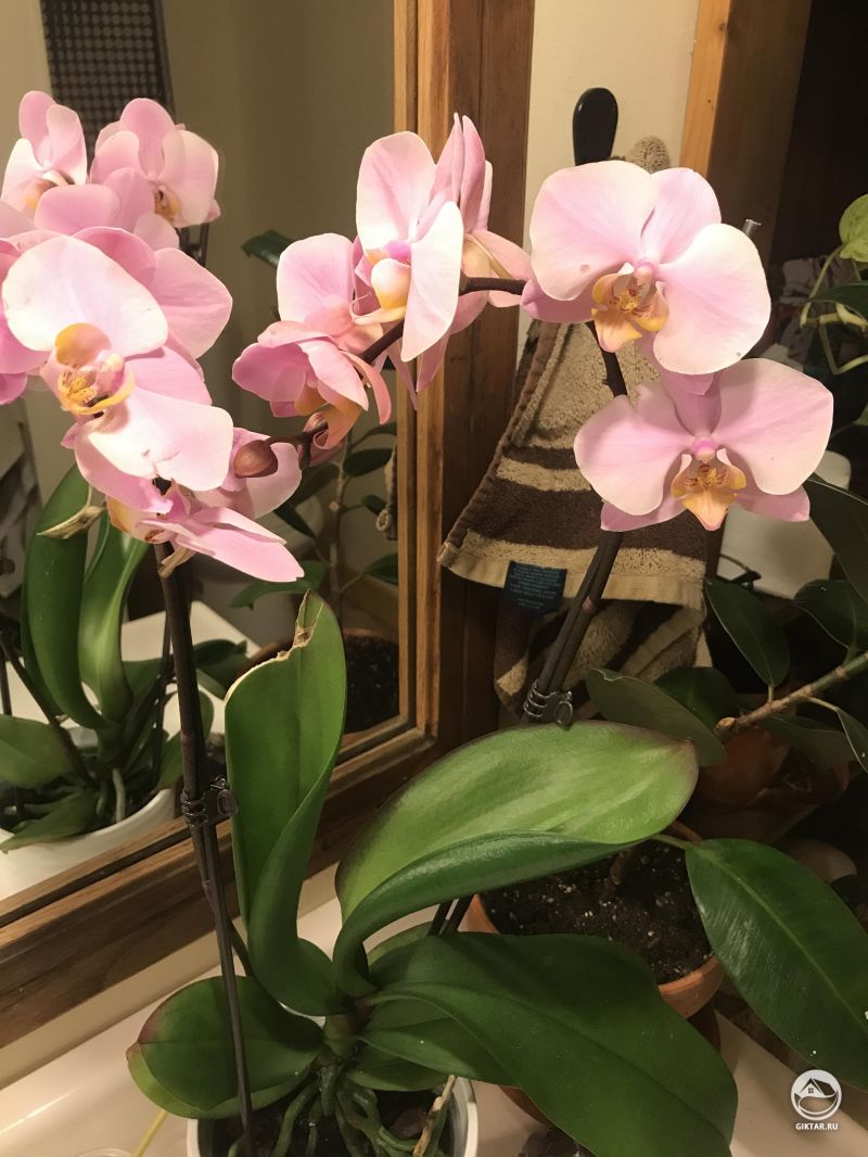 Мой цветущий фаленопсис