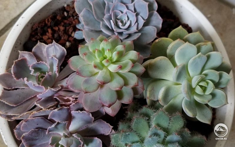 Моя коллекция эвхеверий в чашке