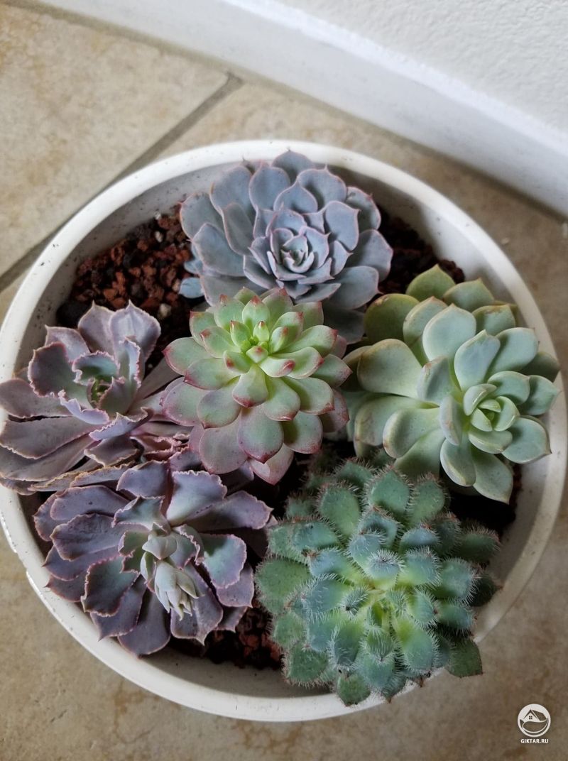 Моя коллекция эвхеверий в чашке