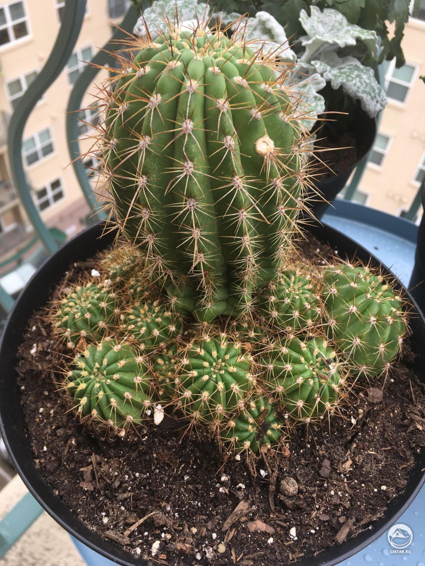 Помогите, как называется этот кактус ?