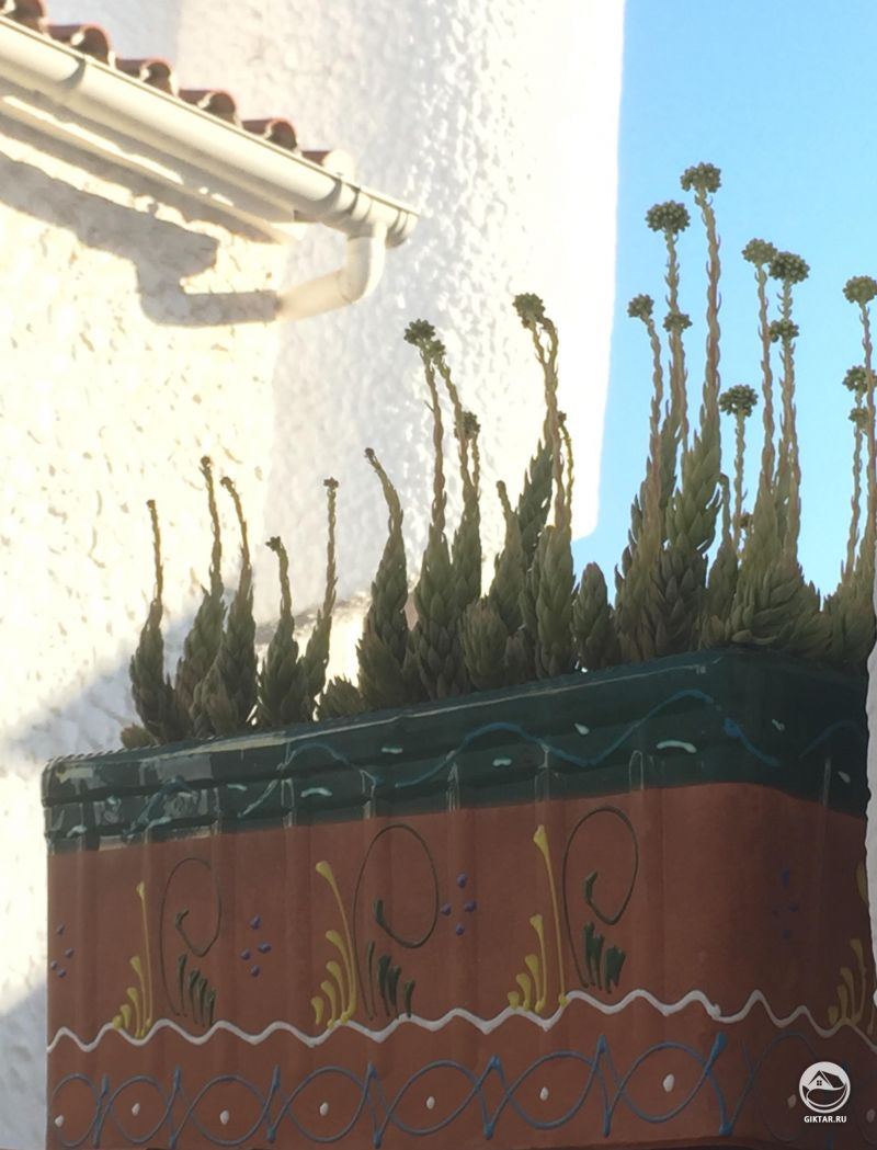 Цветущее молодило .