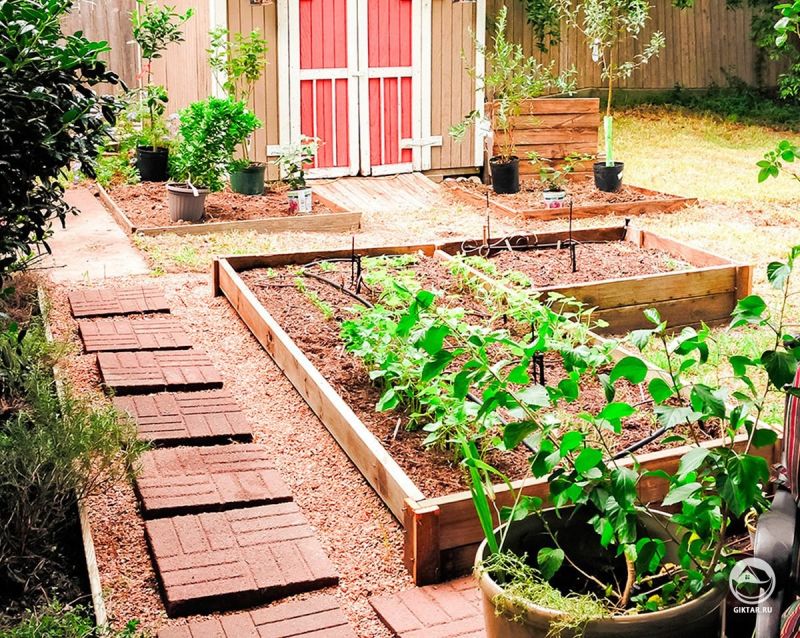 Мой цветочный сад и огород : два в одном