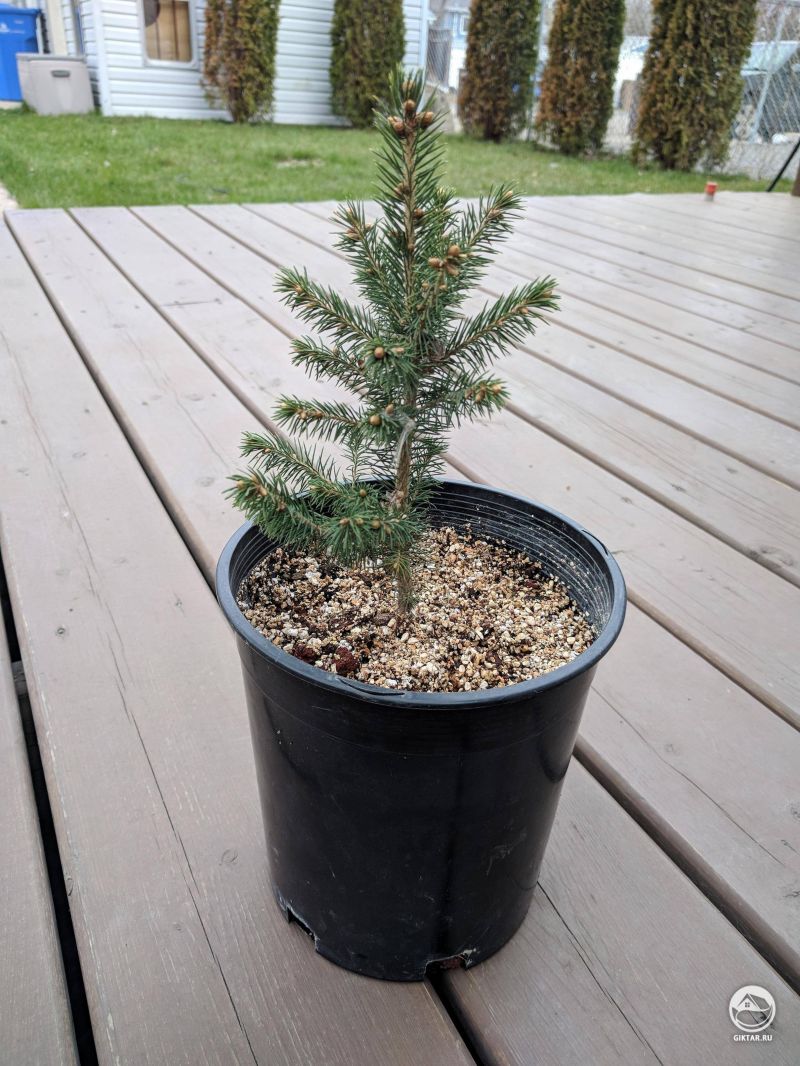 Ямадори из ели