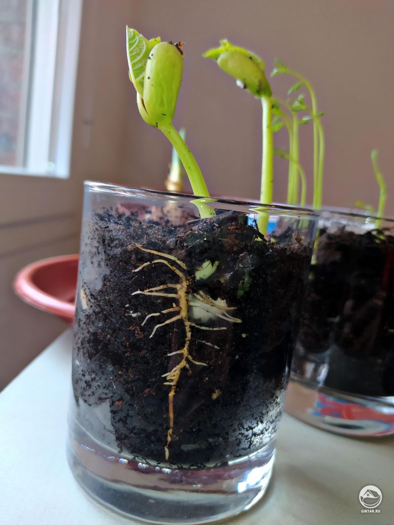 Красота проявления жизни