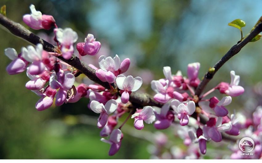 Багрянник (Церцис) - теплолюбивое листопадное дерево или куст. Цветет красиво, обильно, ранней весной.