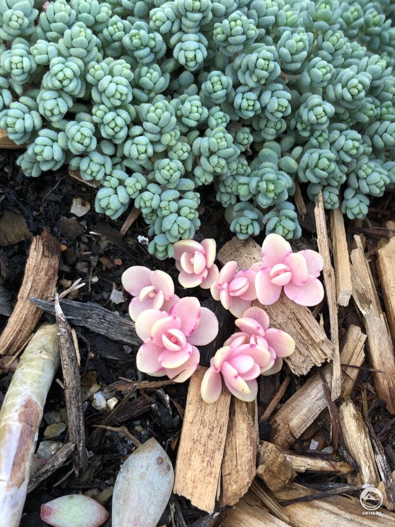 Различные оттенки фотосинтеза