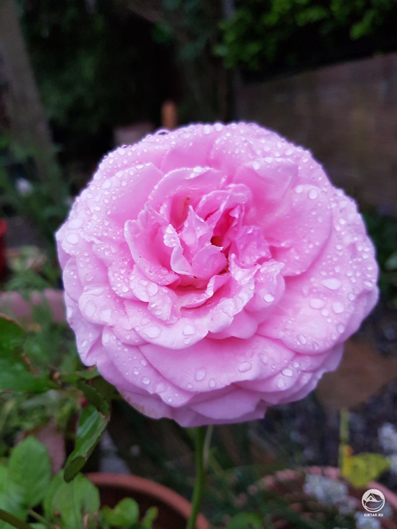 Думаю, эта роза была особенно прекрасна