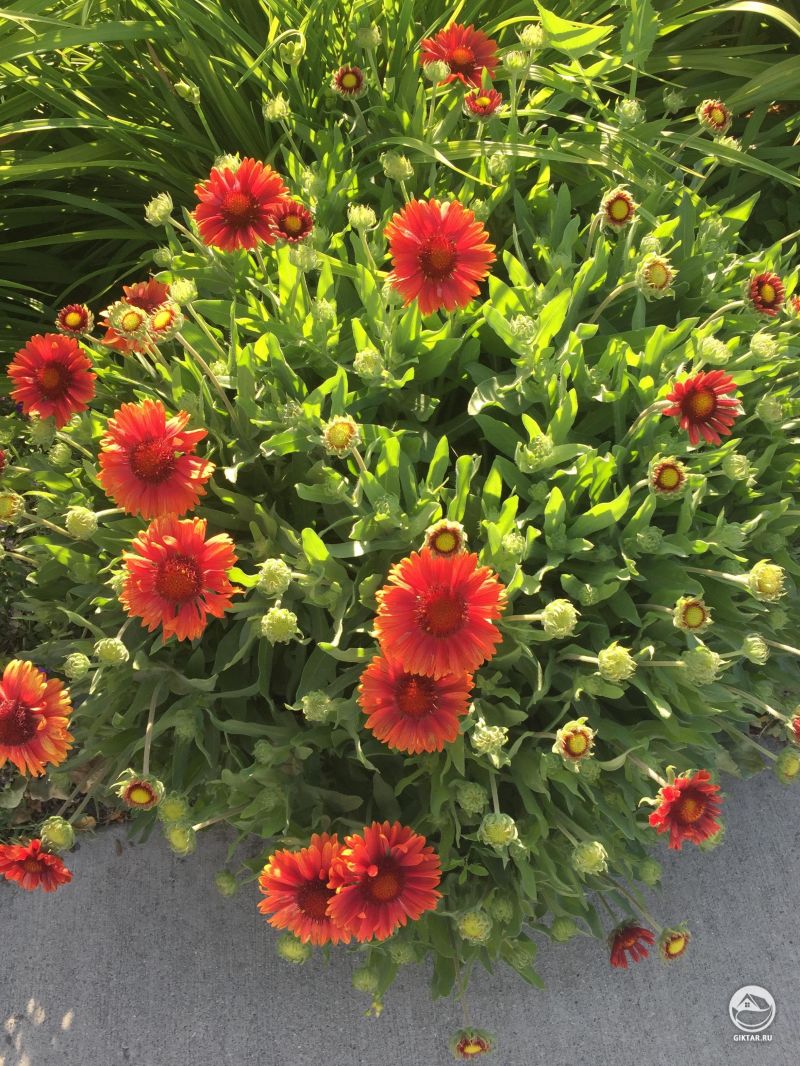Моя гайлардия наконец-то расцветает!
