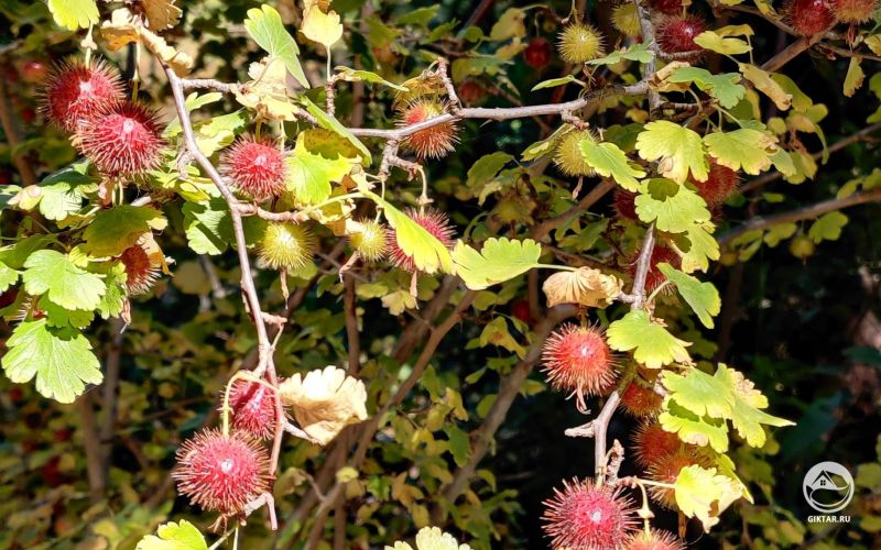 Невероятно волосатый крыжовник