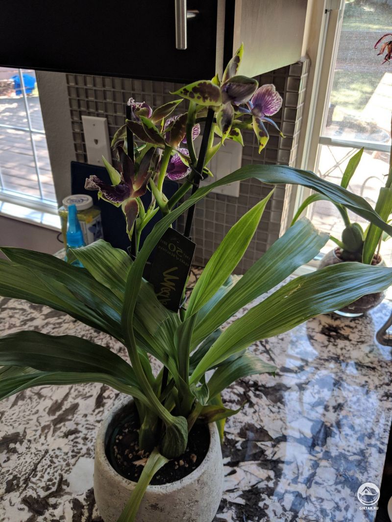 Великолепный онцидиум