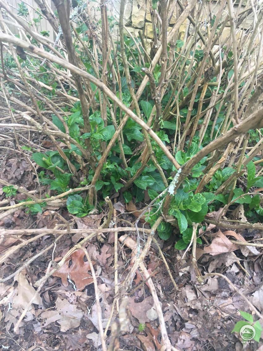 Гортензия:  обрезать ли старые ветки?