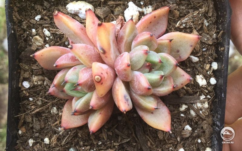 Корейская эхеверия сорта "Dimension"