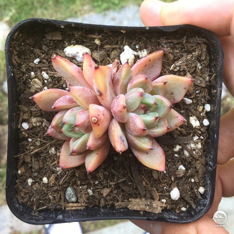 Корейская эхеверия сорта "Dimension"