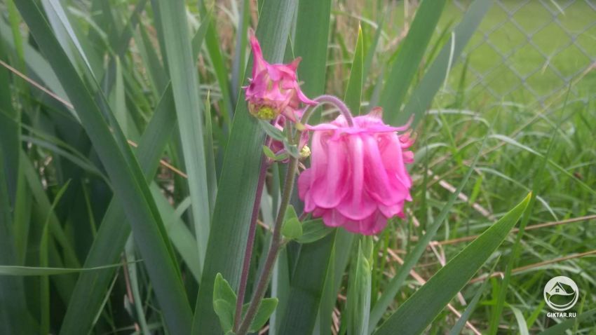 Что это за цветы?