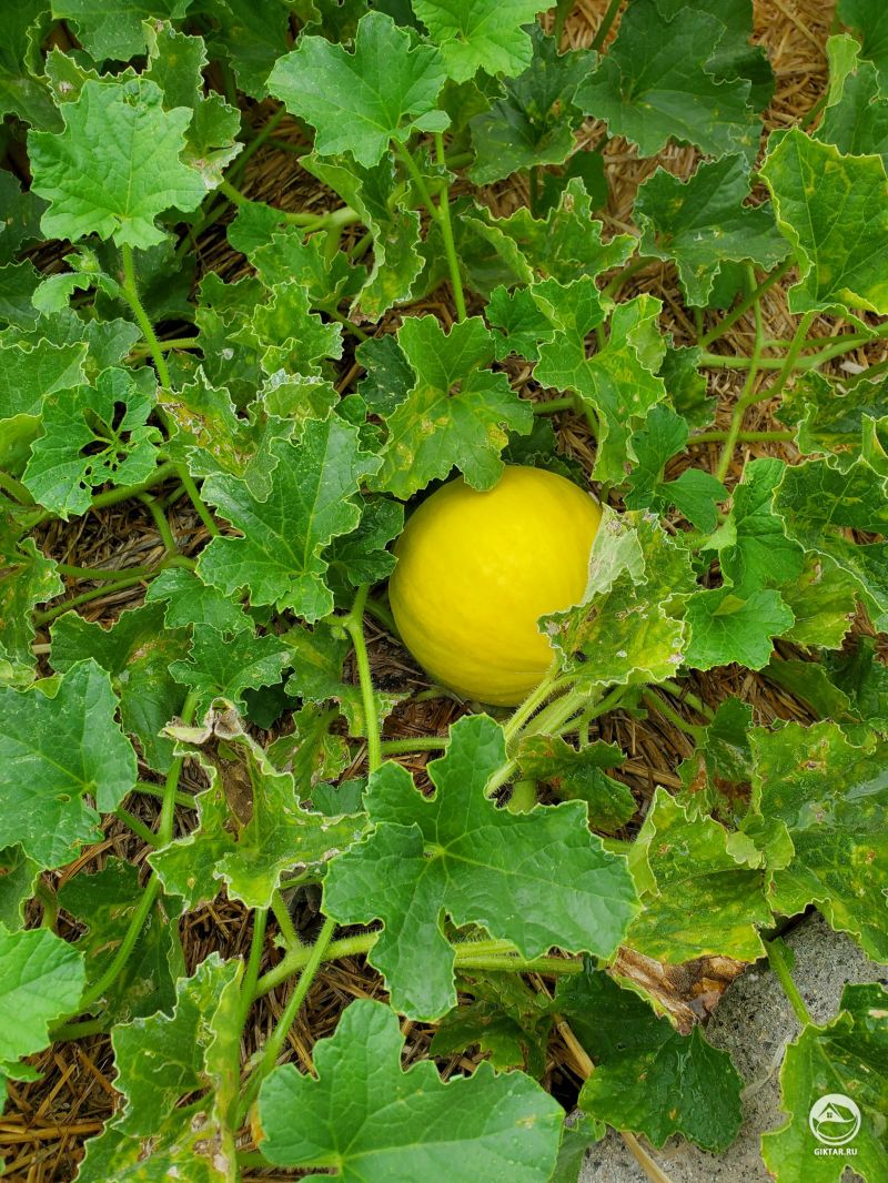 Первая дыня в этом году