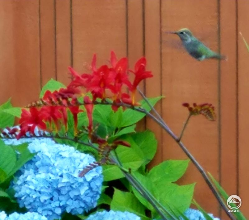 Наш ежедневный посетитель. Малыш любит прилетать каждый вечер в наш сад.