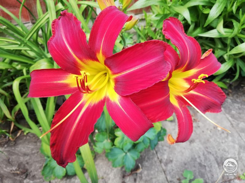 Мои прекрасные малиновые лилейники!