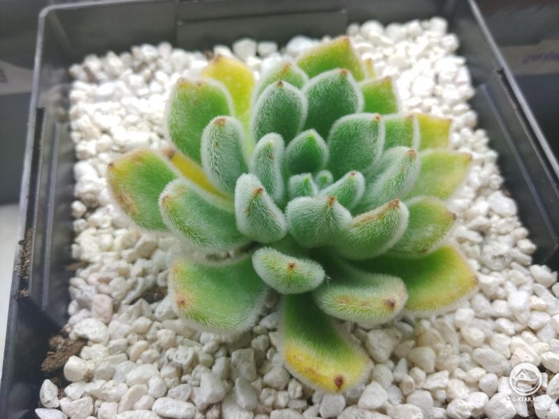 Эхеверия щетинистая или Пушистая роза