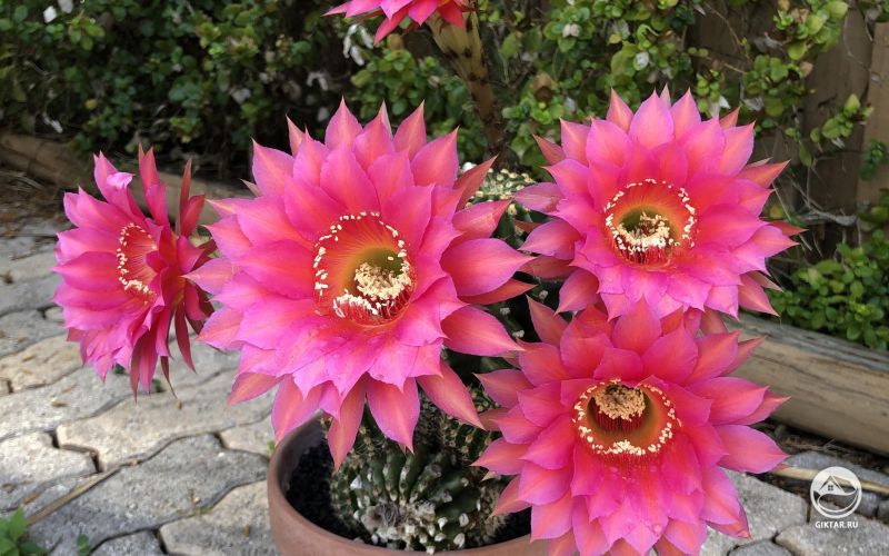 Мой цветущий кактус