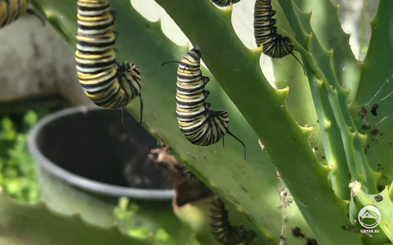 Городок гусениц