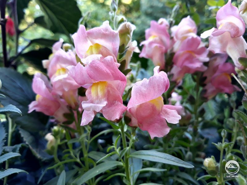 Львиный зев.