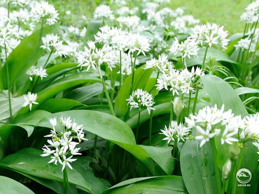 Черемша или Медвежий лук. Цветение. Черемша или Медвежий лук. Цветение.