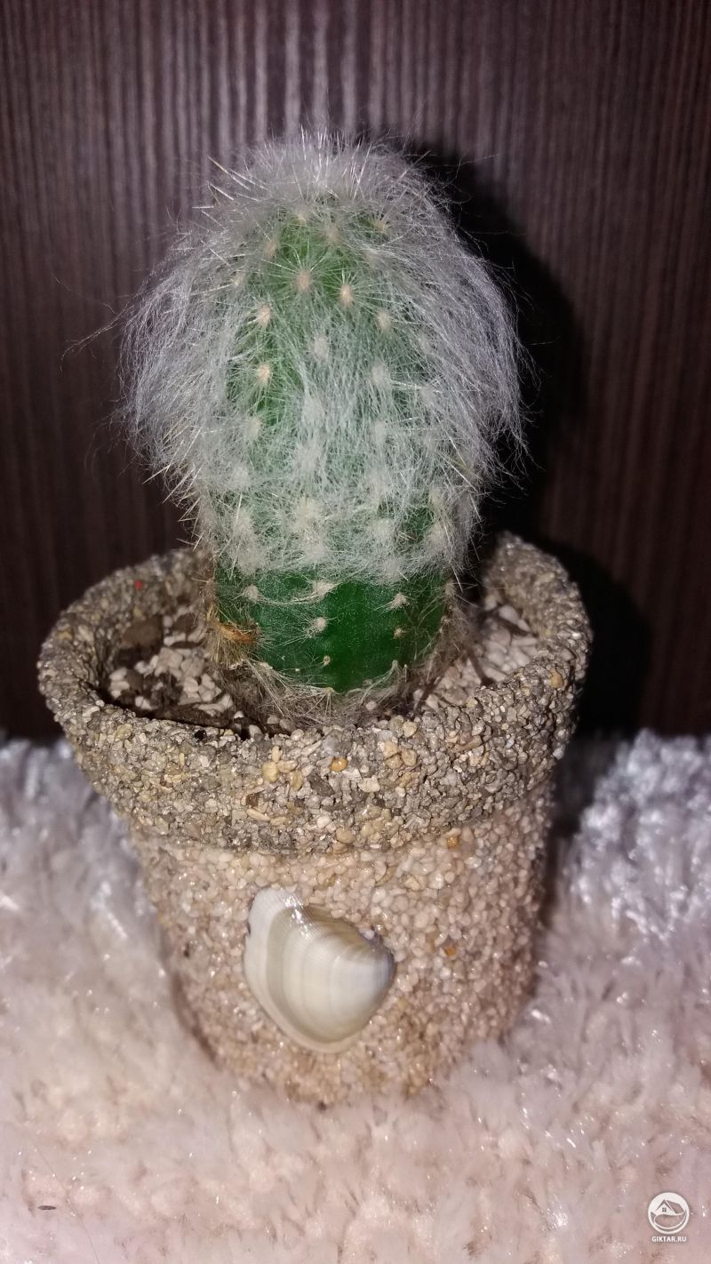 Мой волосатый кактус