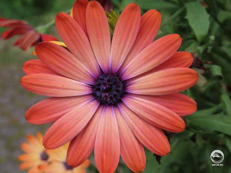 Хризантема