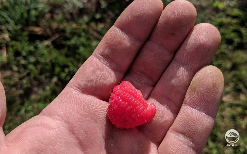 Первая малина в этом году