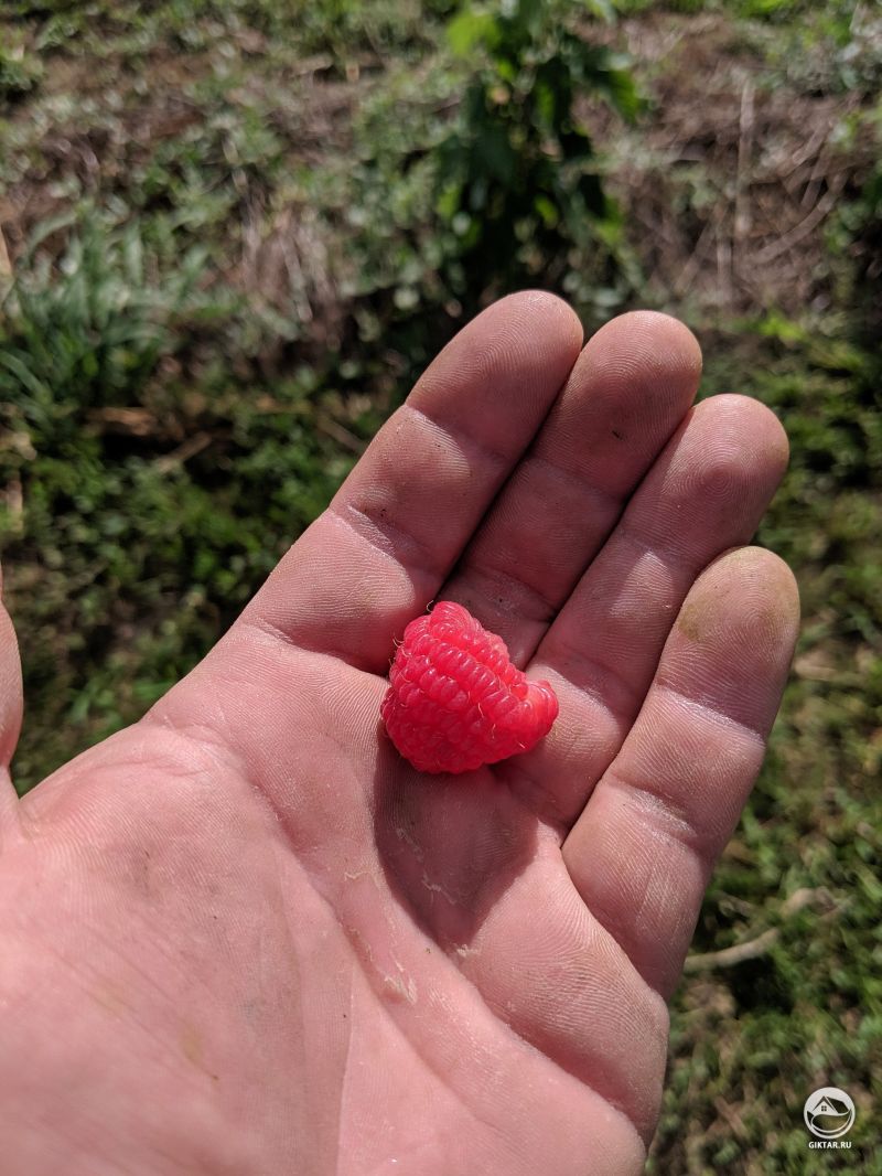 Первая малина в этом году