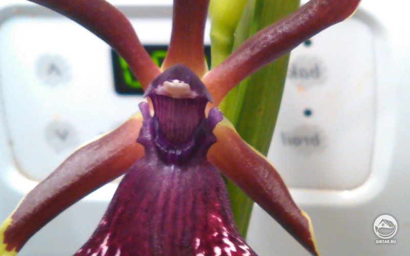 Моя Зиготория зацвела!