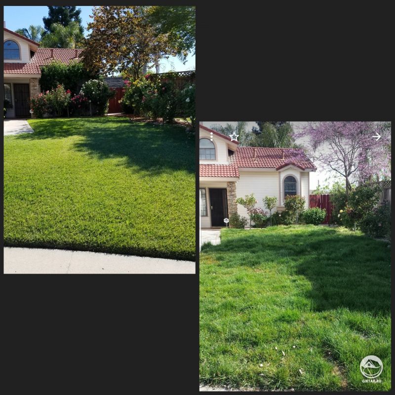 Мои посадки перед домом : 3 года назад и сейчас.