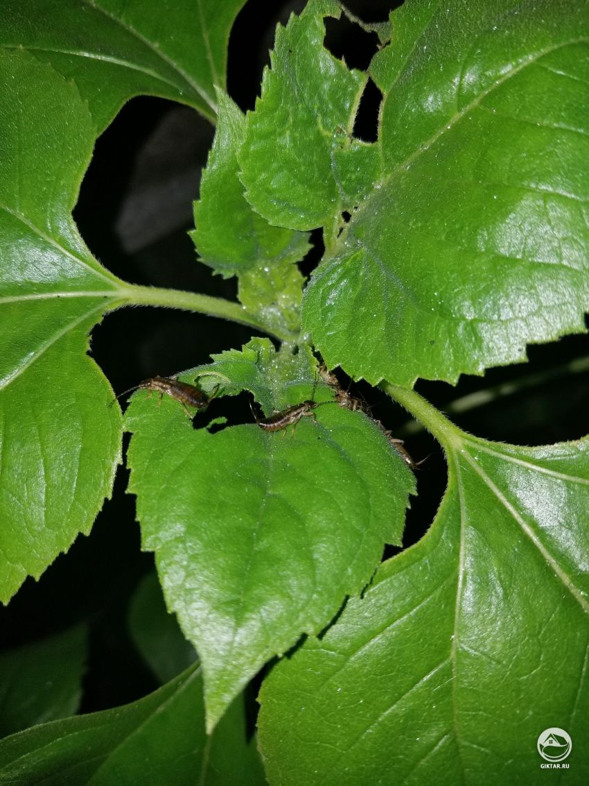 Что за вредители едят мои бедные подсолнухи