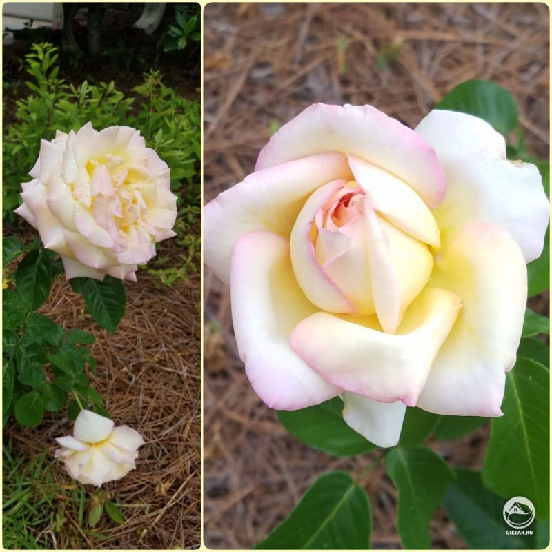 Я получил эту бедную розу в подарок и посадил ее для моей мамы. Ее первое цветение поразило нас обоих!