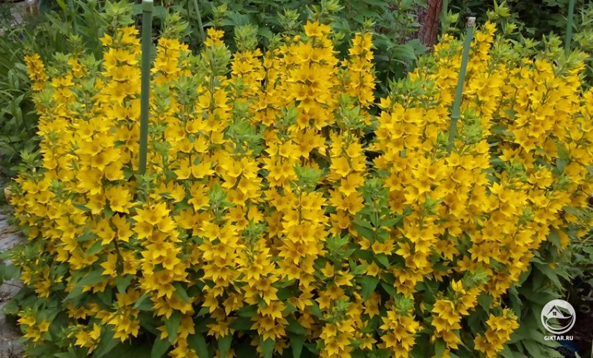 Вербейник точечный