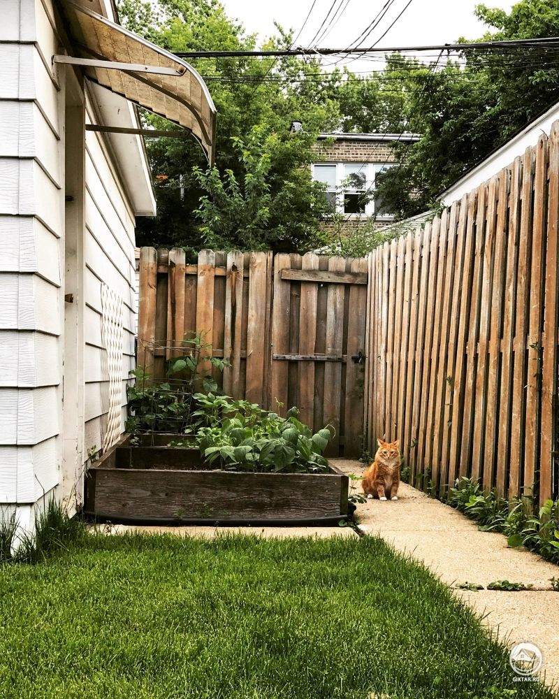 Мой маленький дворик и его главный сторож - Леон.