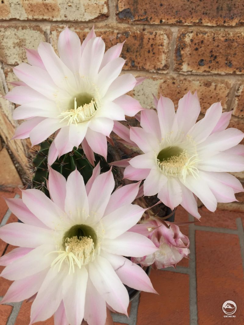 Кактус цветущий