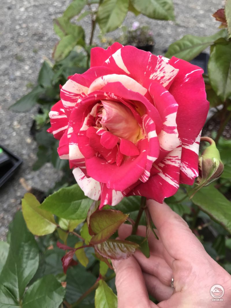 Моя первая роза!