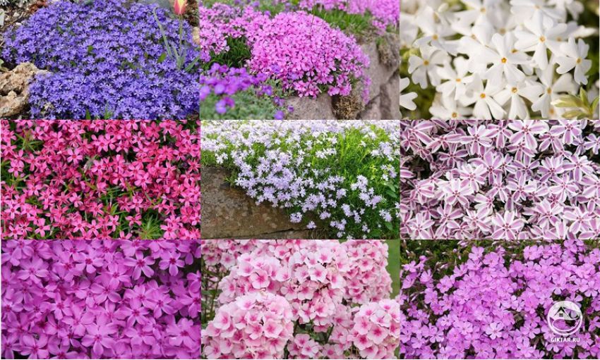 Флокс столоносный ползучий