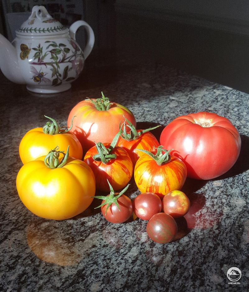 Первые томаты в этом сезоне